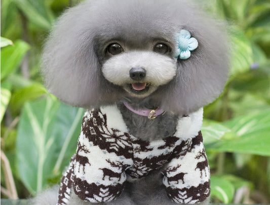 Ropa de Cuatro Patas para Perros